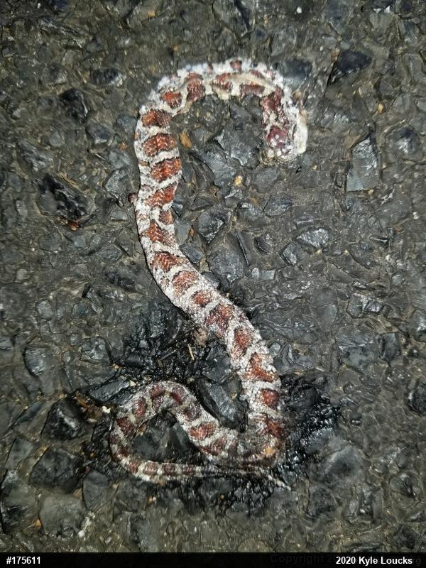 Eastern Milksnake