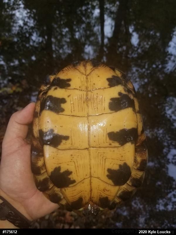 Wood Turtle