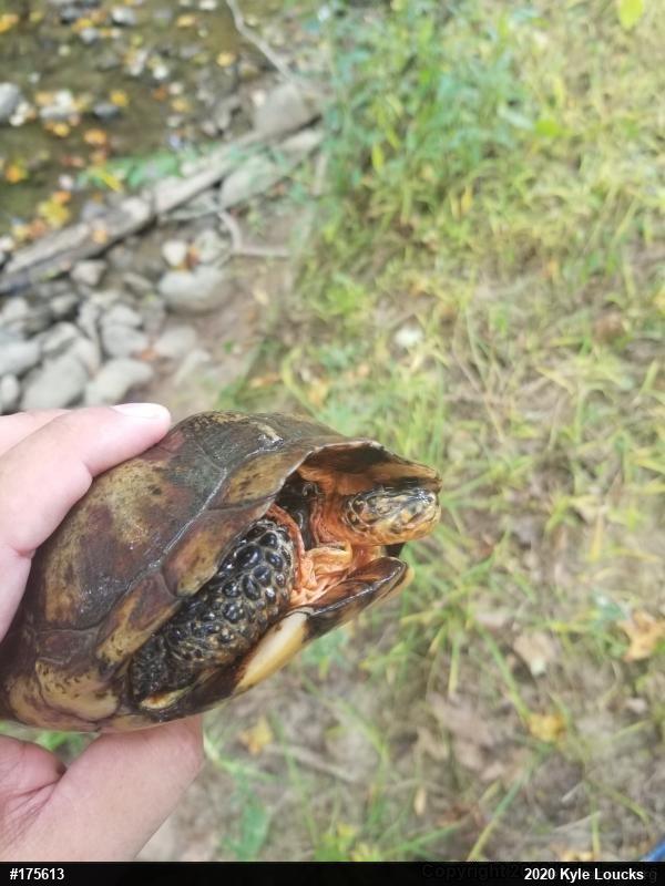 Wood Turtle