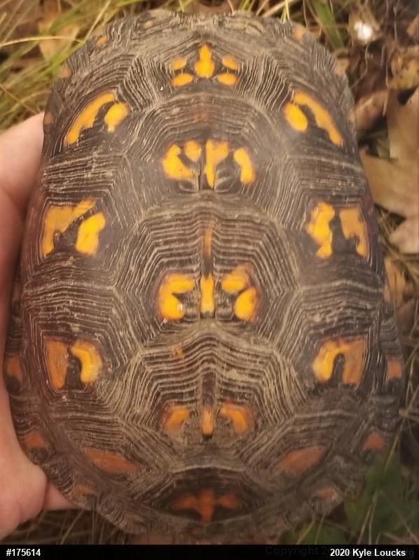 Eastern Box Turtle