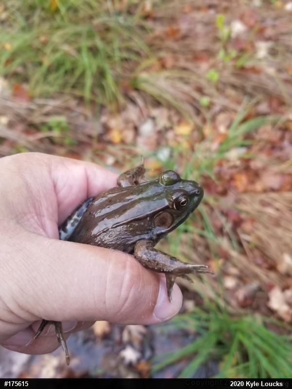 Green Frog