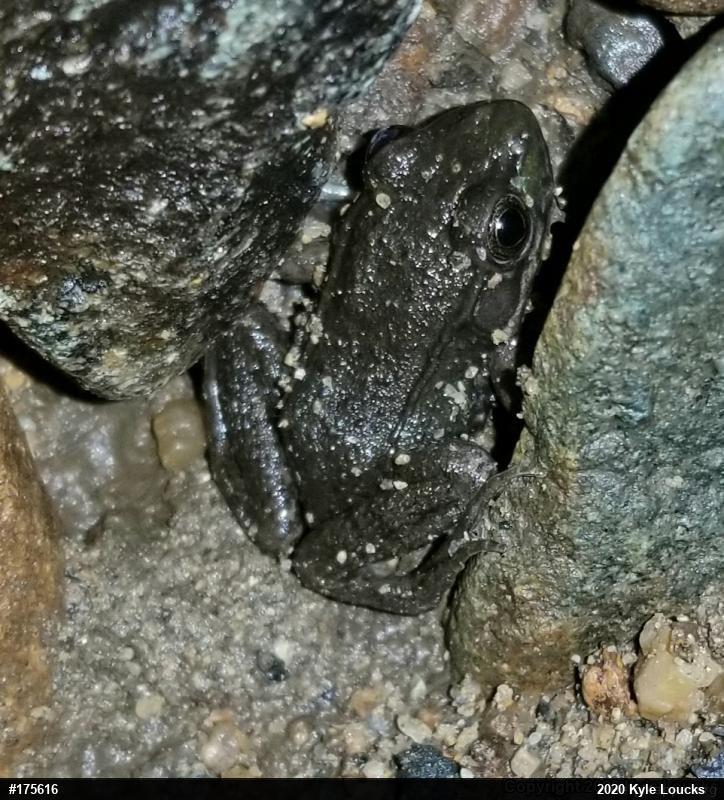 Green Frog