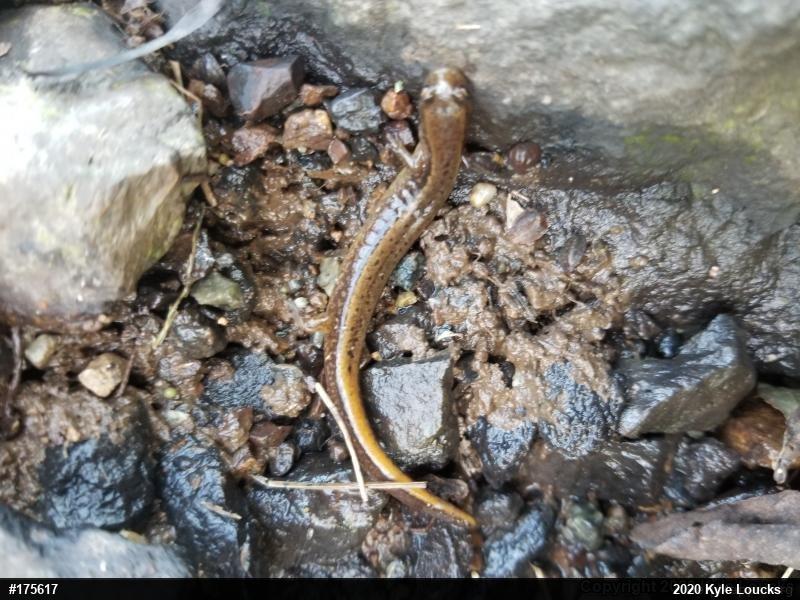 Northern Two-lined Salamander