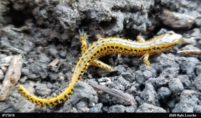 Eastern Long-tailed Salamander