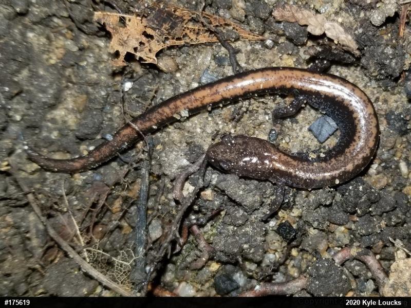 Eastern Red-backed  Salamander