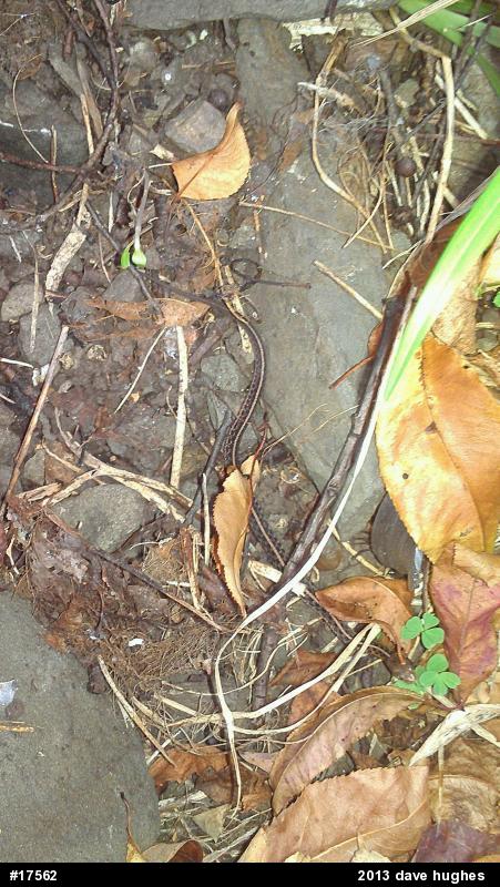 Eastern Gartersnake
