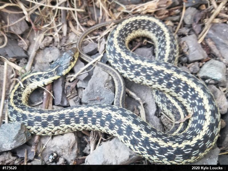 Eastern Gartersnake