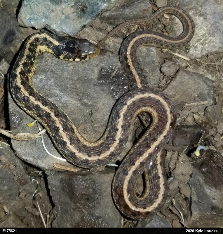 Eastern Gartersnake