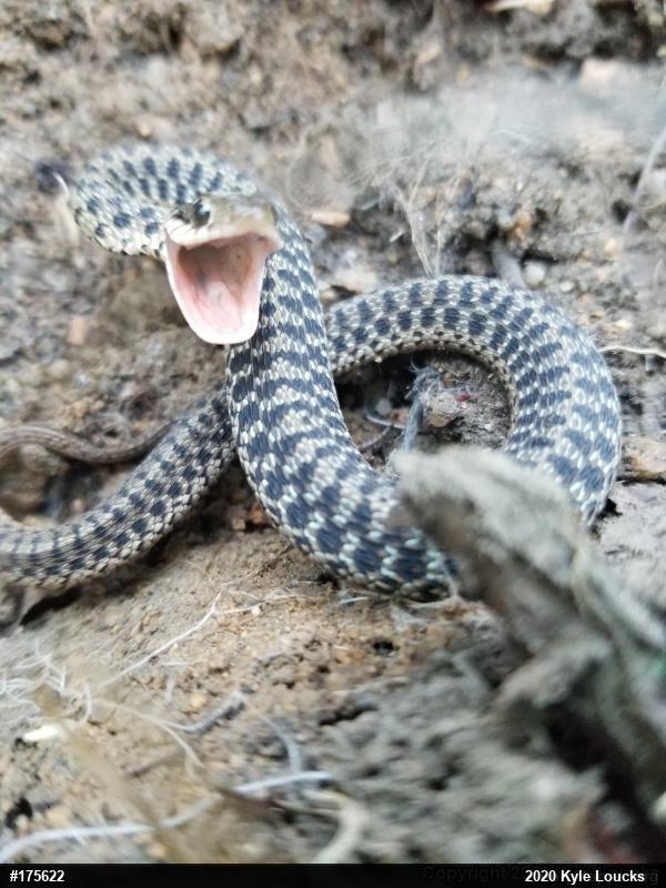 Eastern Gartersnake