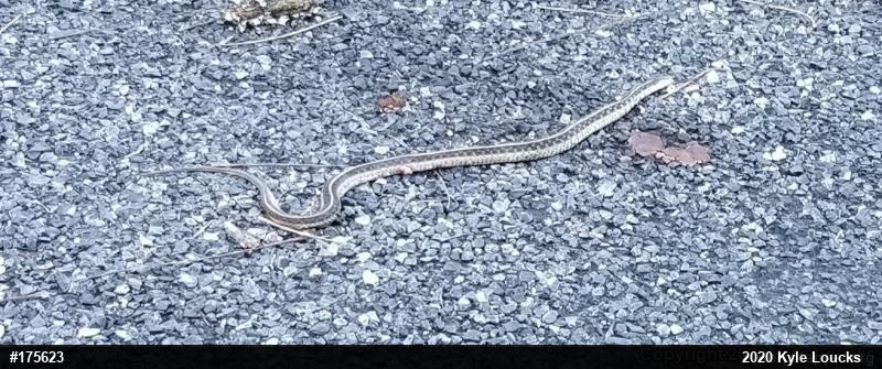 Eastern Gartersnake