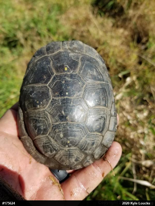 Spotted Turtle
