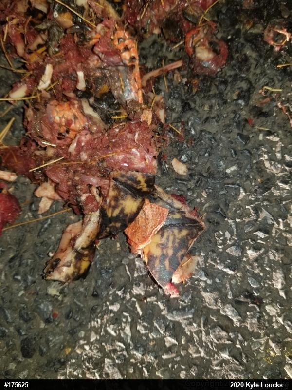 Eastern Box Turtle