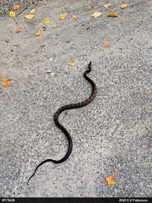 Eastern Ratsnake
