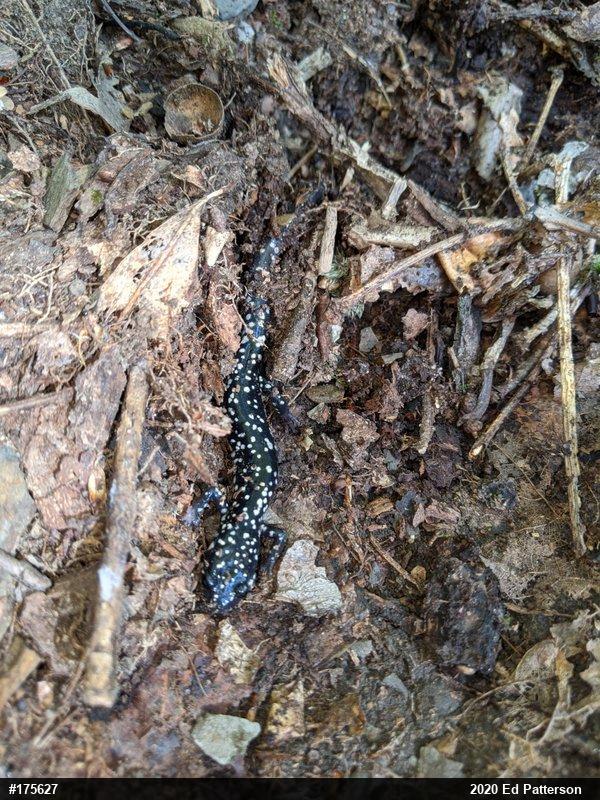 Northern Slimy Salamander