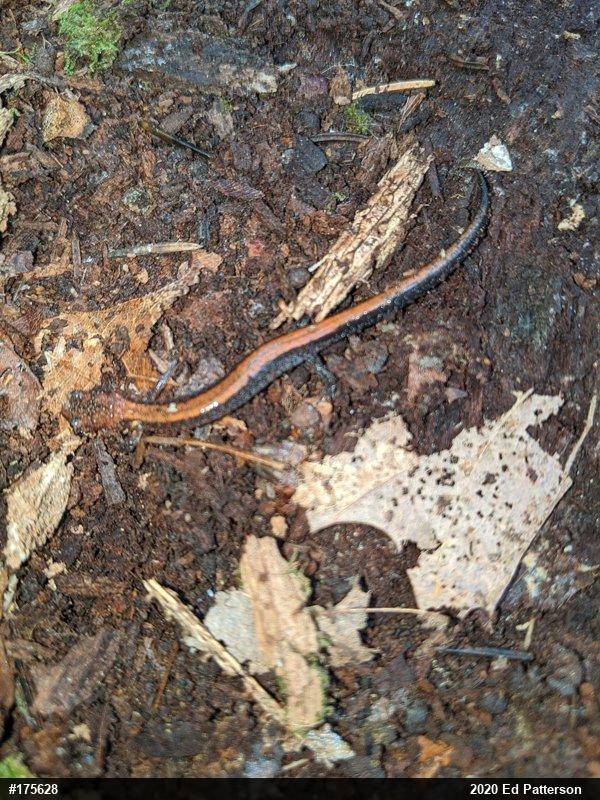 Eastern Red-backed  Salamander