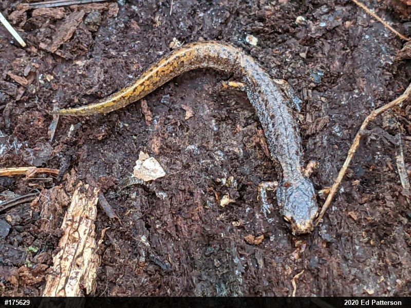 Four-toed Salamander