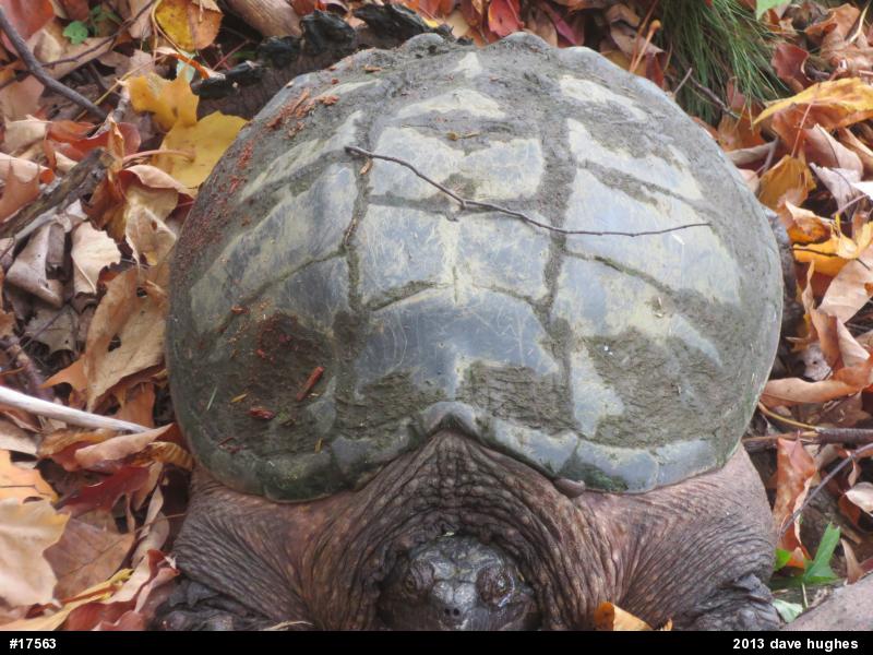 Snapping Turtle