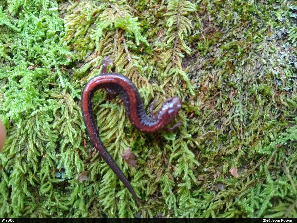 Eastern Red-backed  Salamander