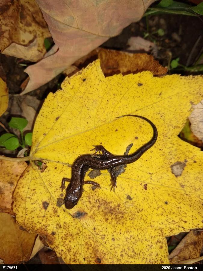 Allegheny Mountain Dusky Salamander