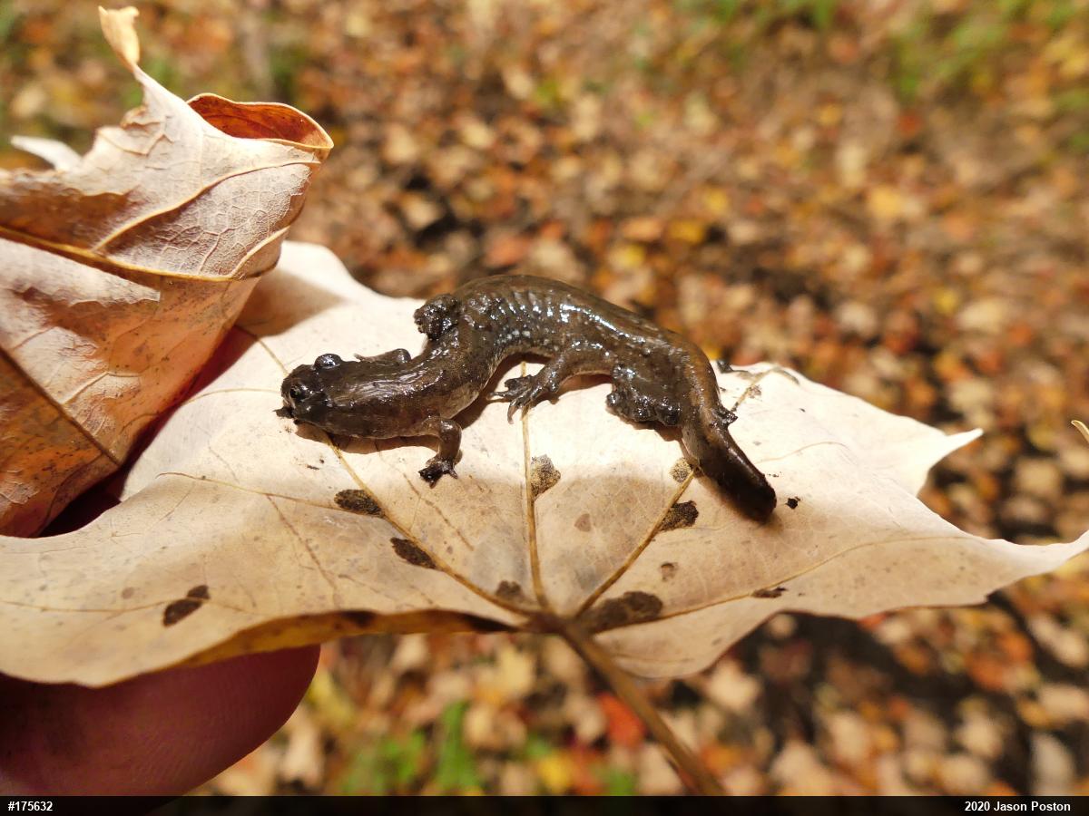 Northern Dusky Salamander