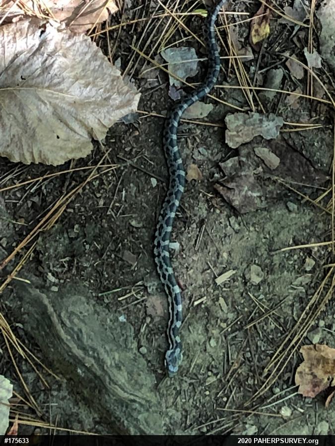 Eastern Ratsnake