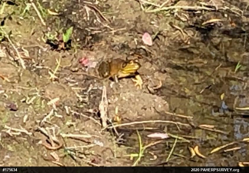 American Bullfrog
