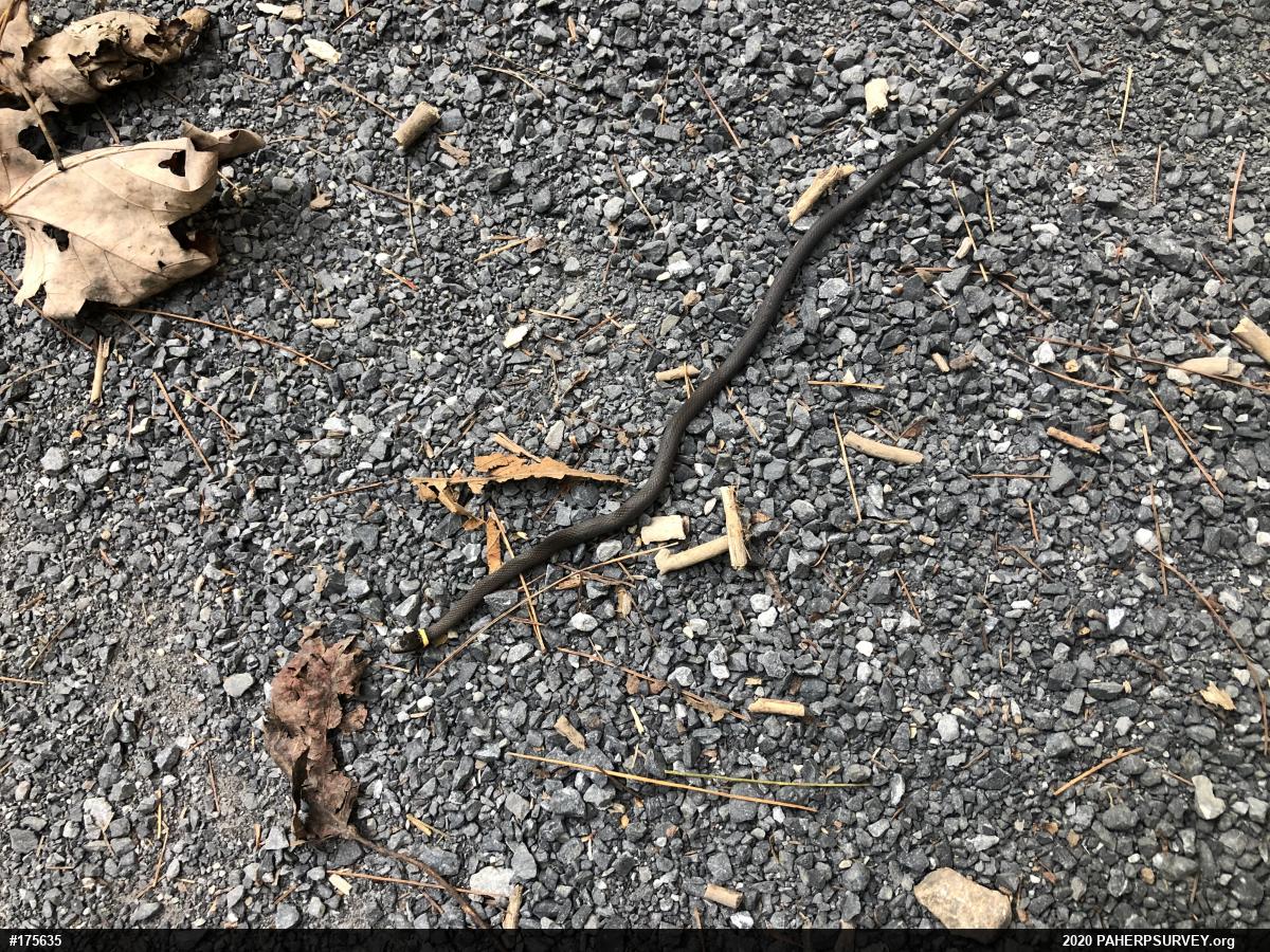 Northern Ring-necked Snake