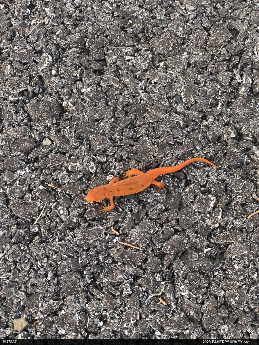 Red-spotted Newt
