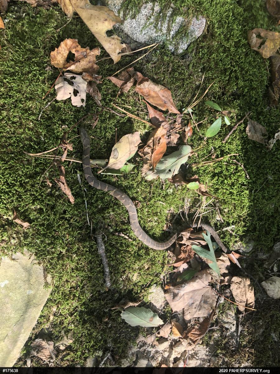 Northern Watersnake