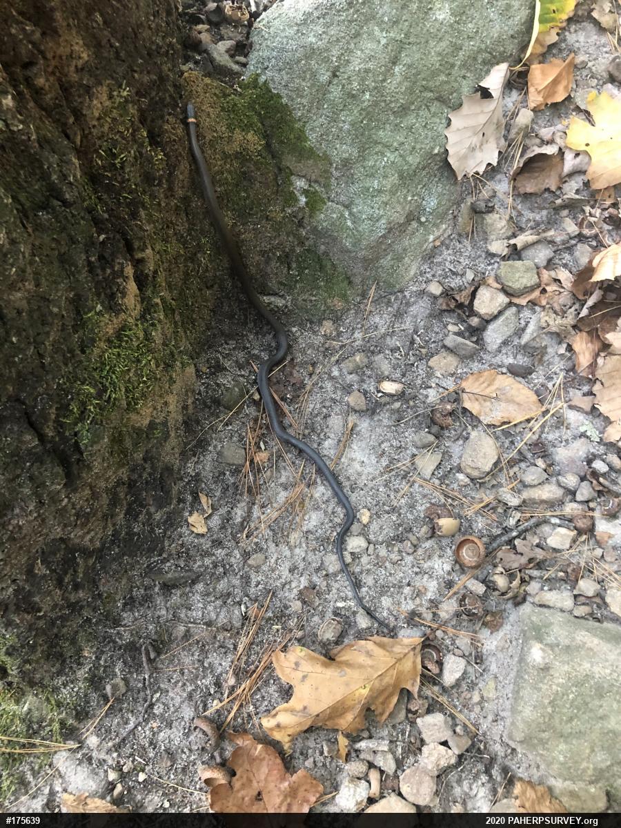 Northern Ring-necked Snake