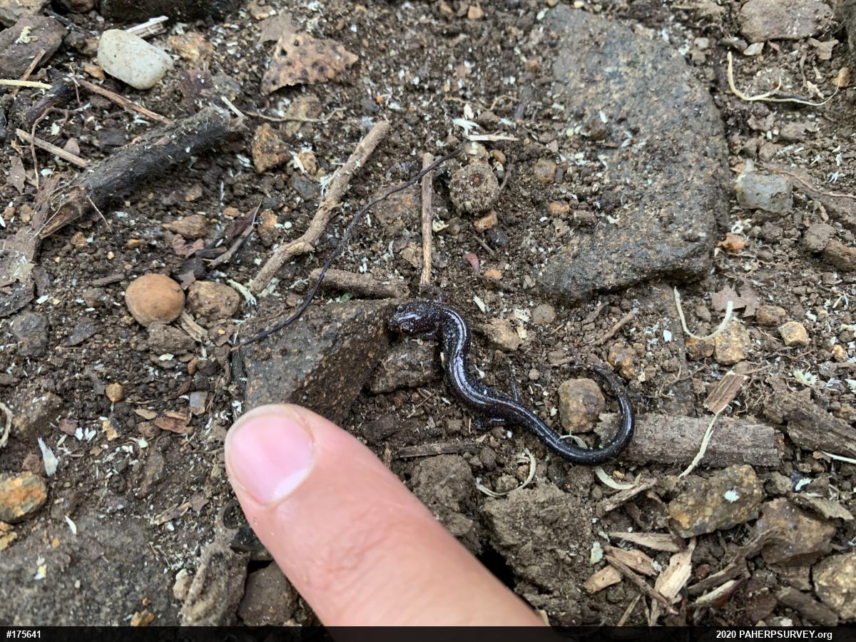 Eastern Red-backed  Salamander