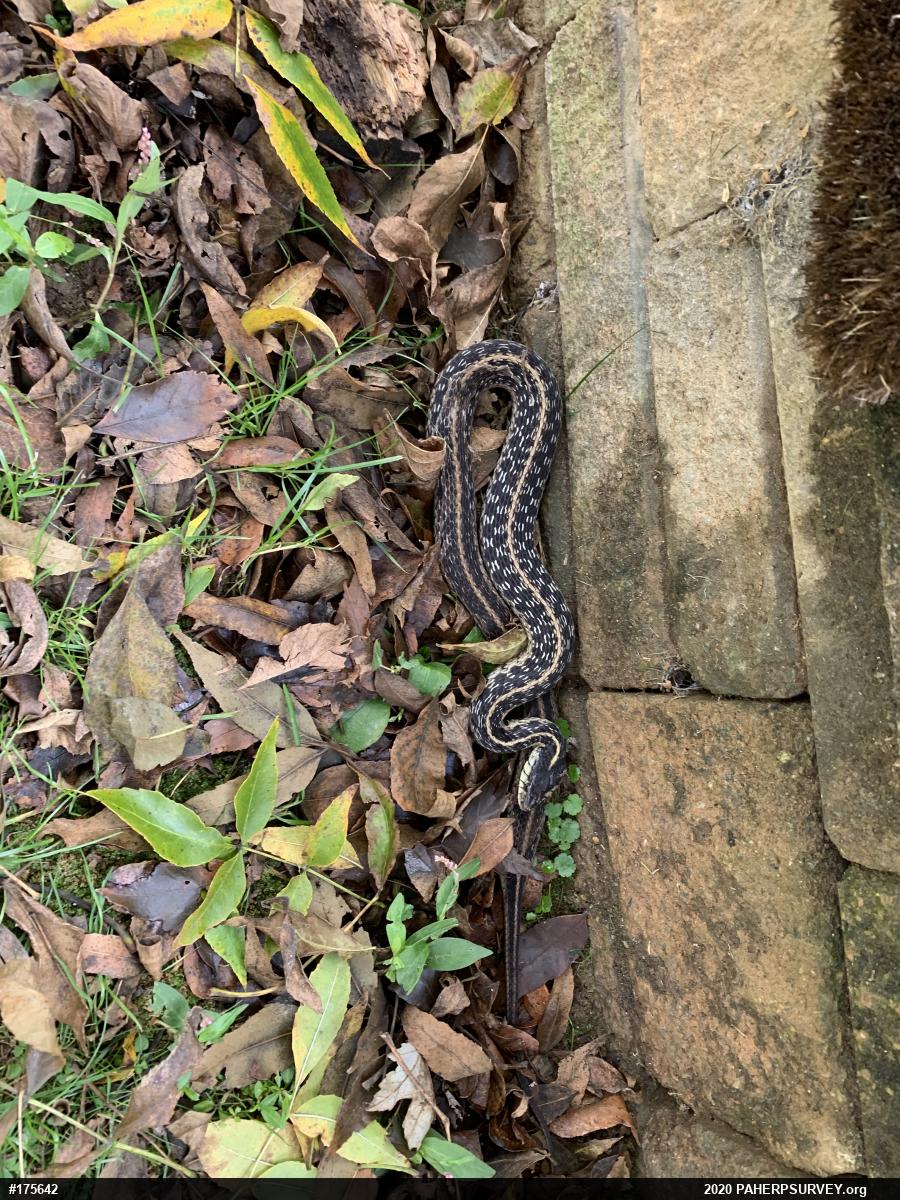 Eastern Gartersnake