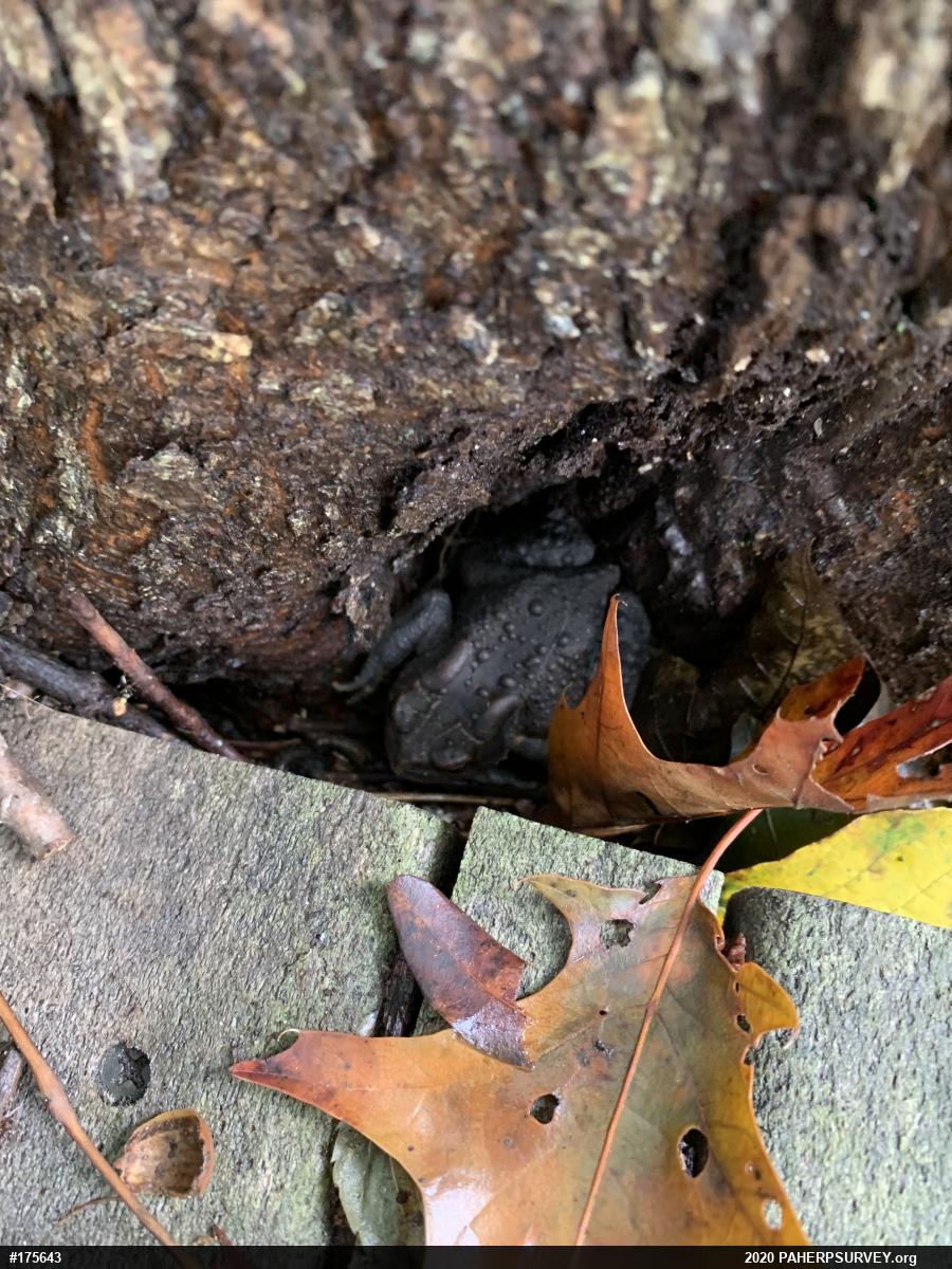 Eastern American Toad