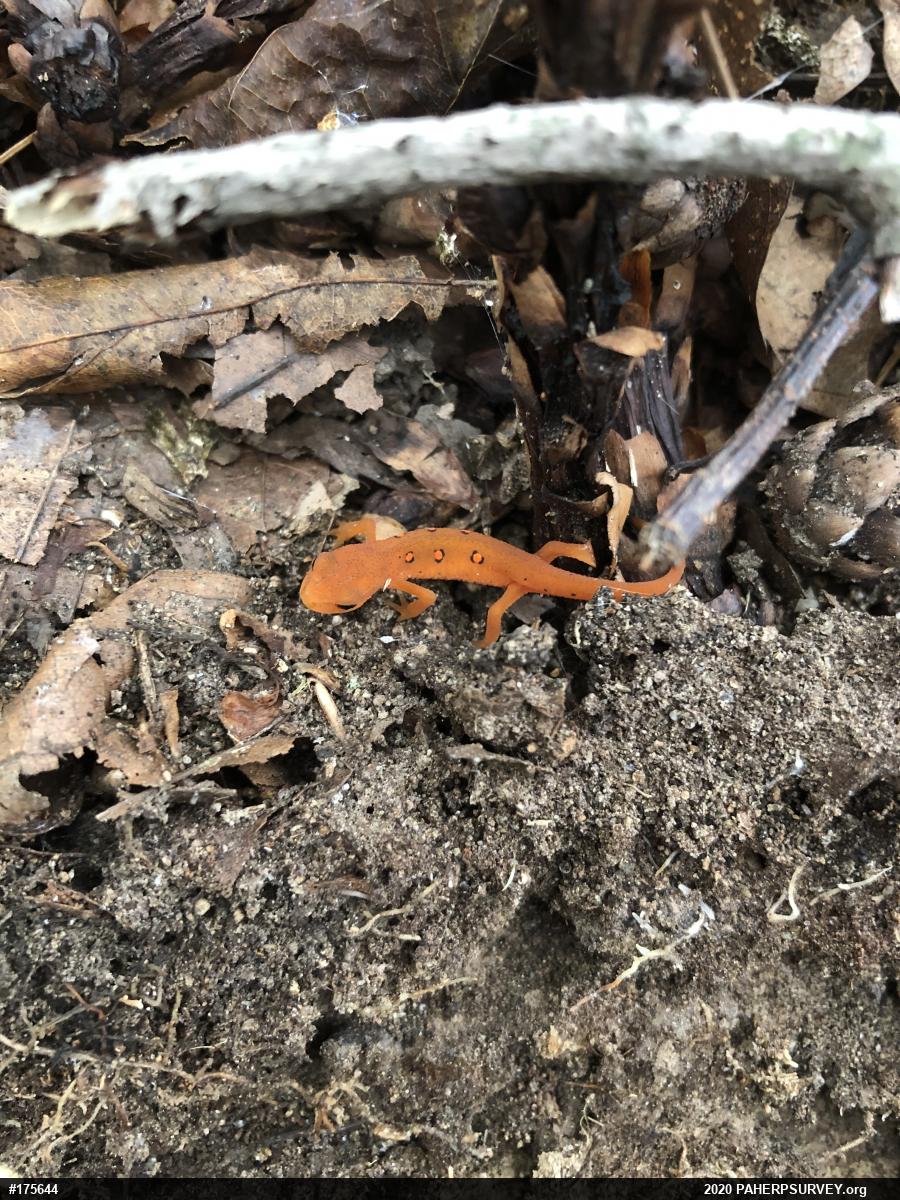 Red-spotted Newt