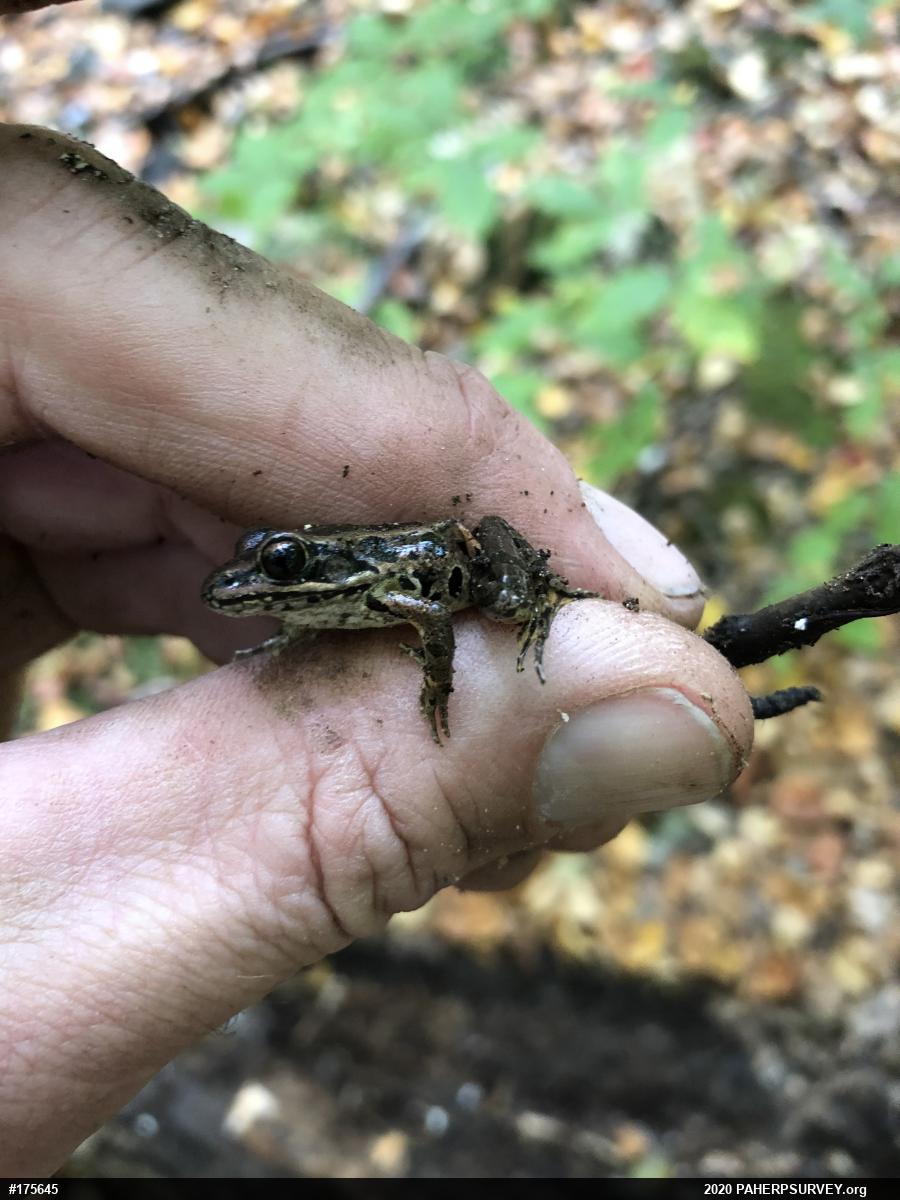 Pickerel Frog