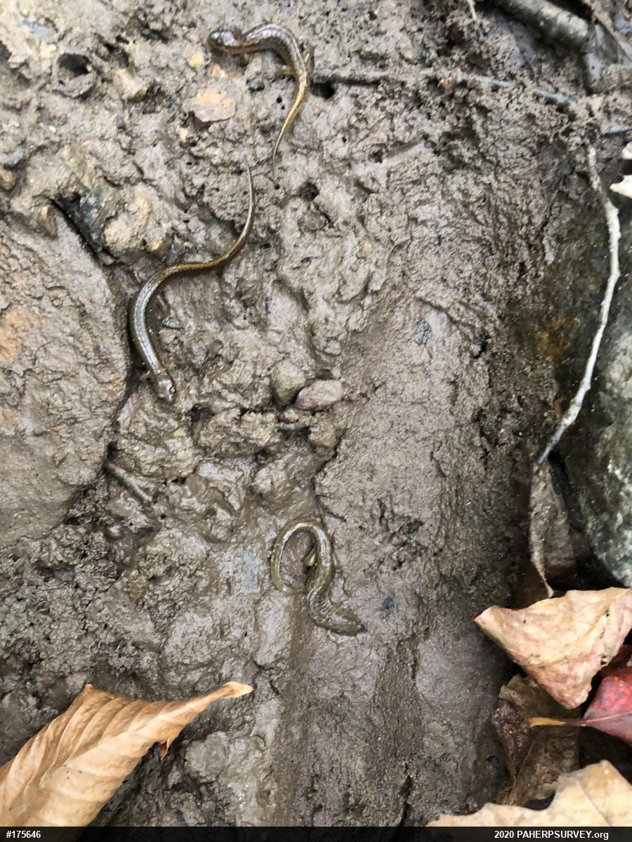 Northern Dusky Salamander