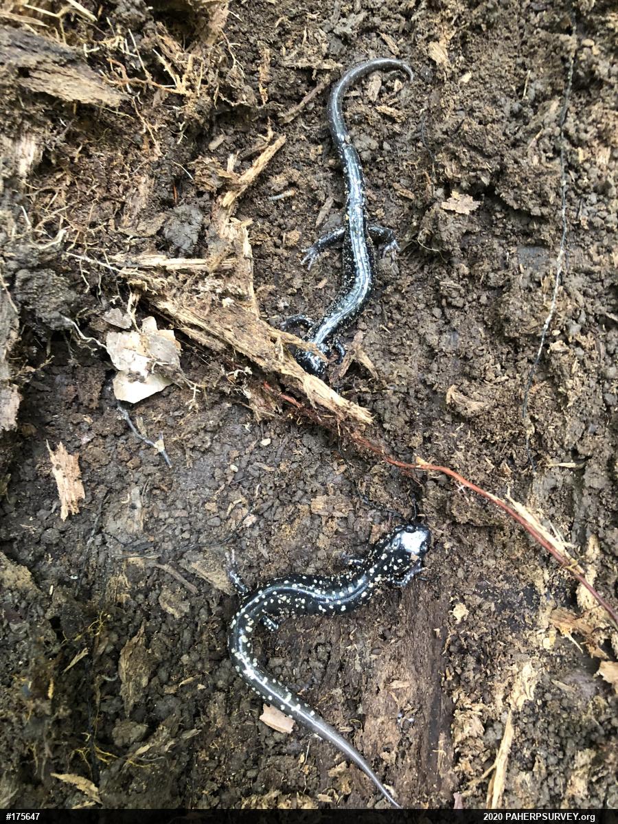 Northern Slimy Salamander