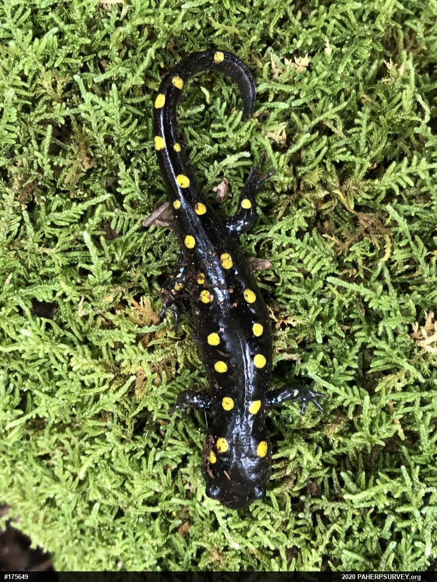 Spotted Salamander