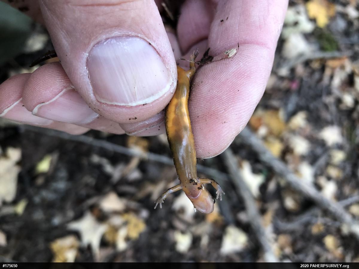 Northern Two-lined Salamander