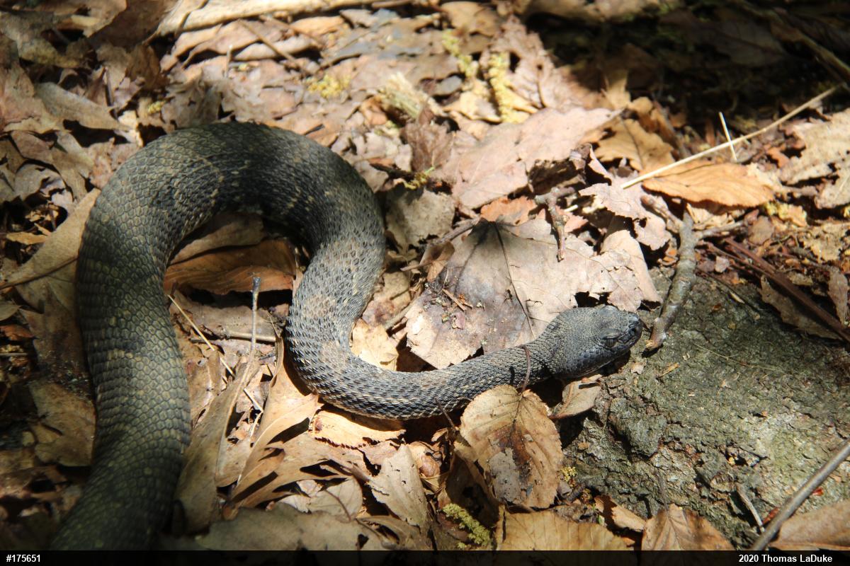 Timber Rattlesnake