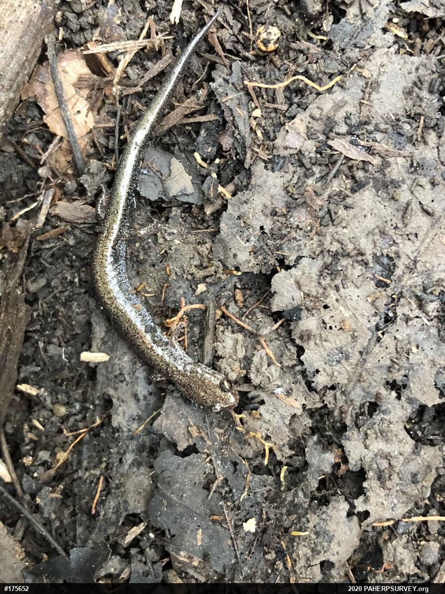 Eastern Red-backed  Salamander
