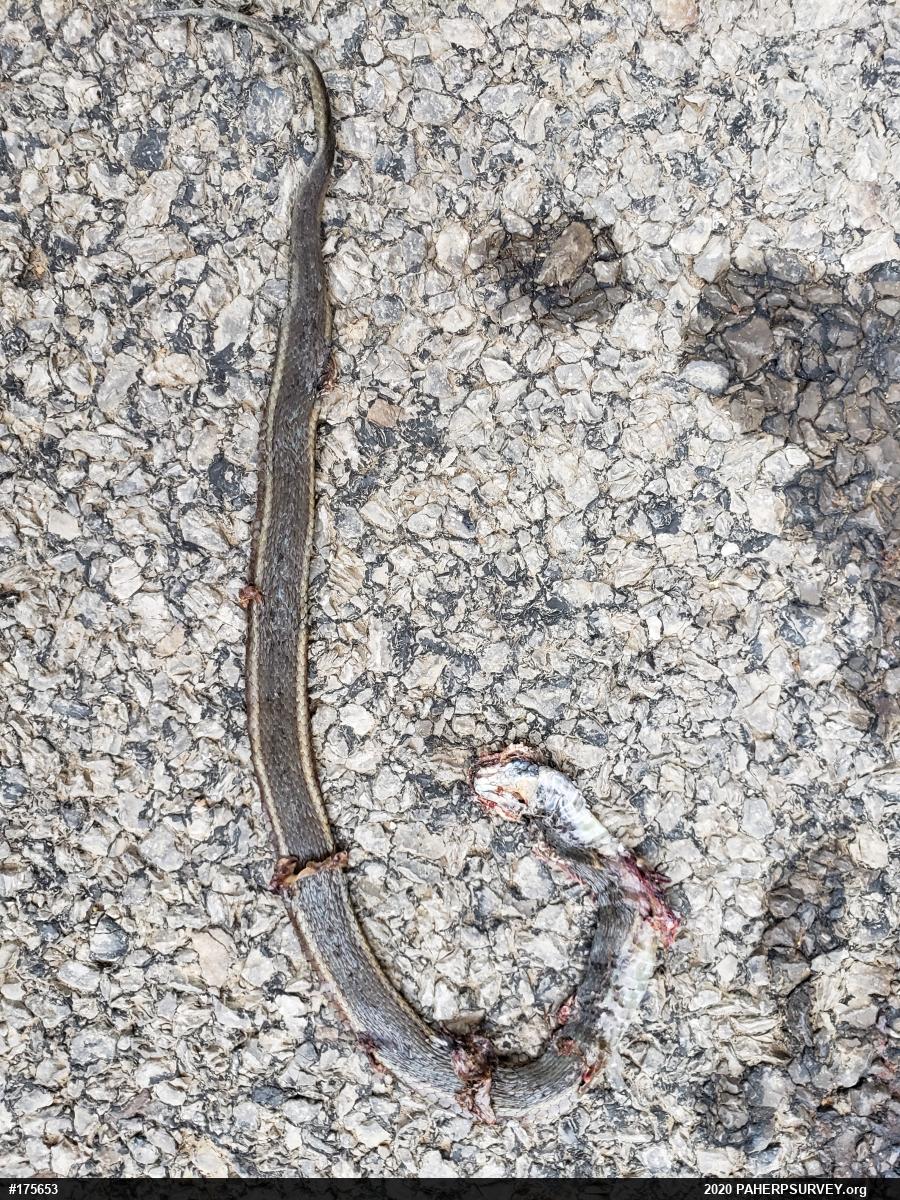 Shorthead Gartersnake