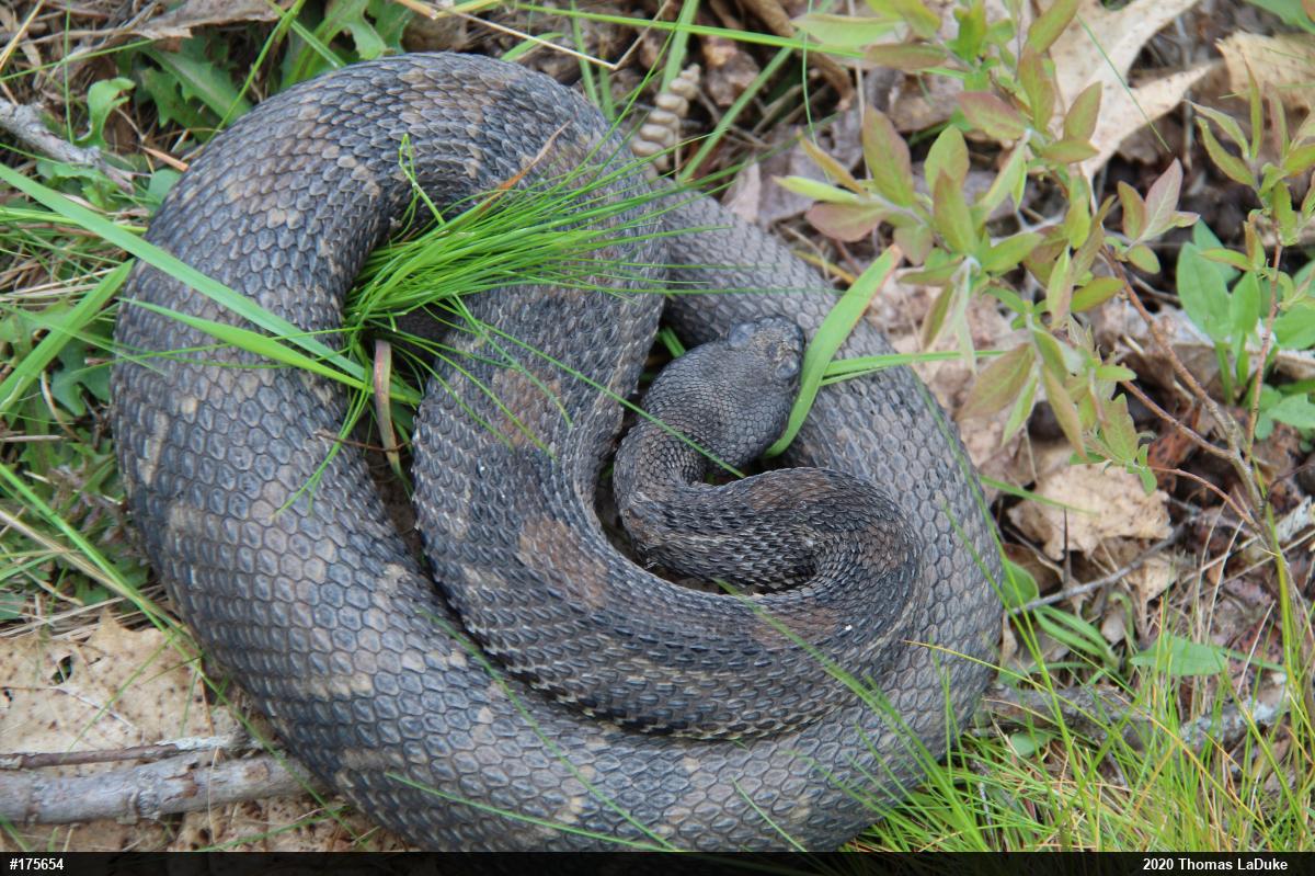Timber Rattlesnake