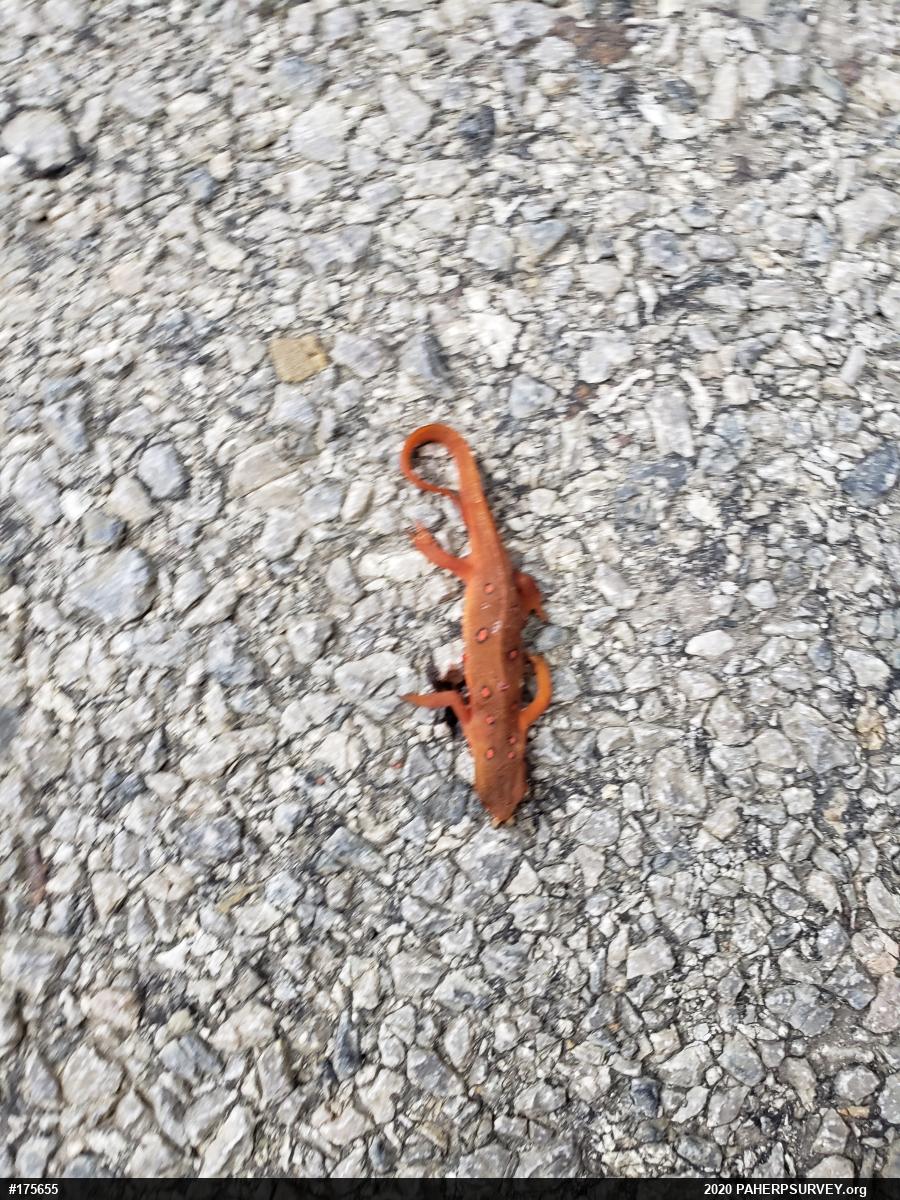 Red-spotted Newt