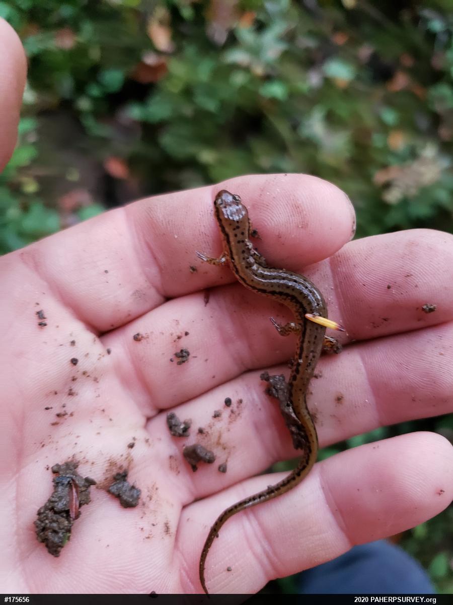 Northern Two-lined Salamander