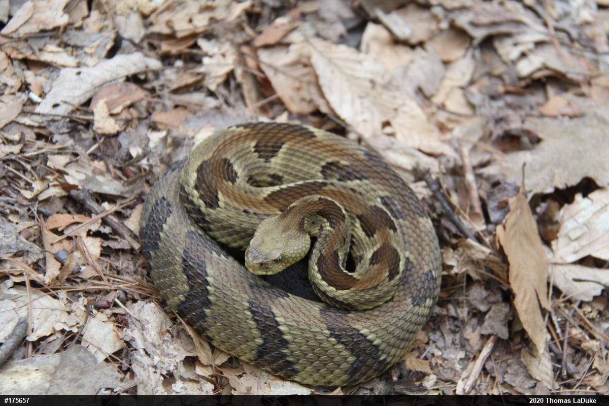 Timber Rattlesnake