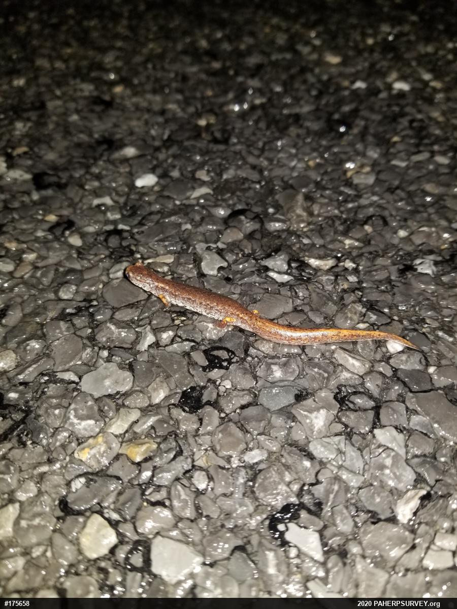 Four-toed Salamander