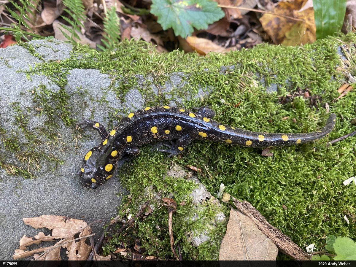 Spotted Salamander