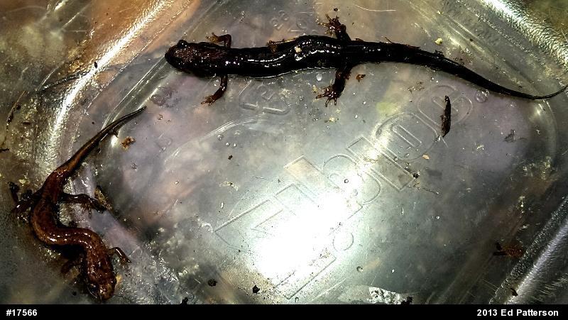 Allegheny Mountain Dusky Salamander