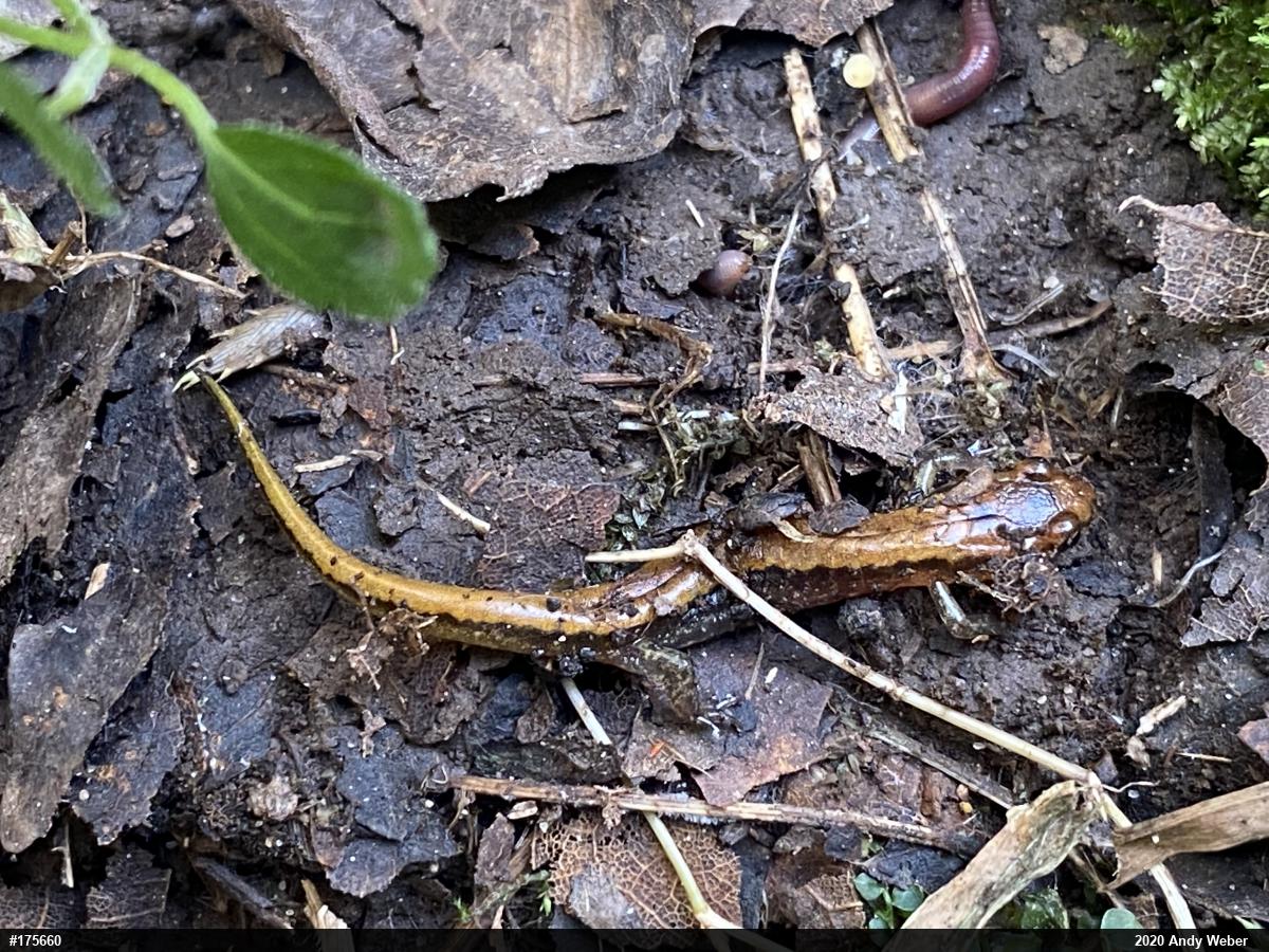 Allegheny Mountain Dusky Salamander
